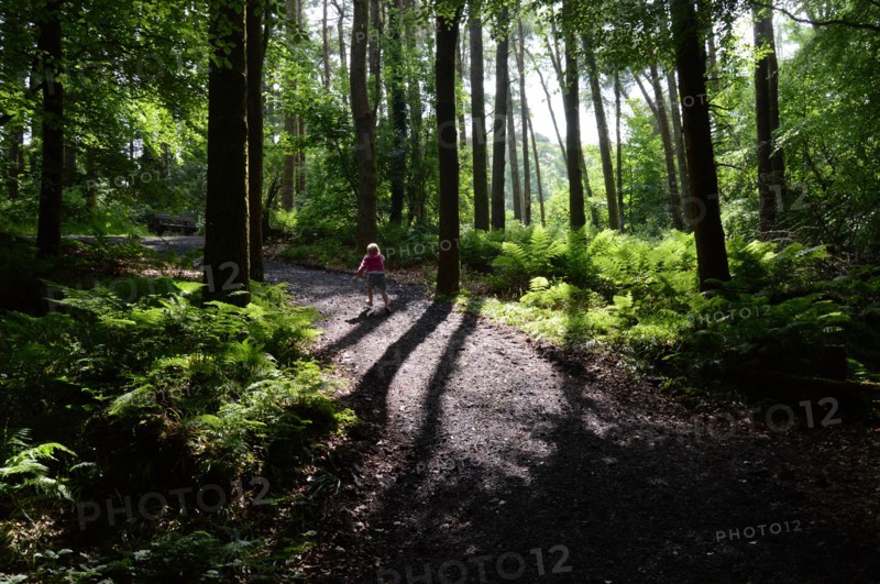 Woodland, Swinford, County Mayo