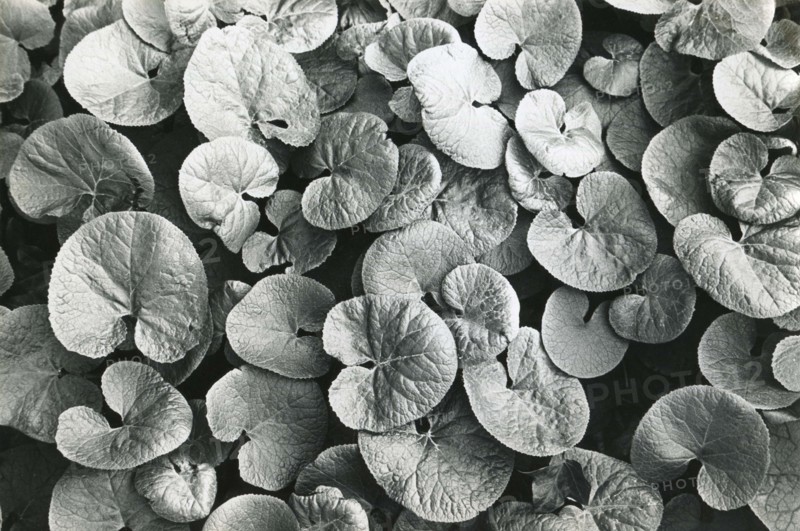 Petasites pyrenaicus