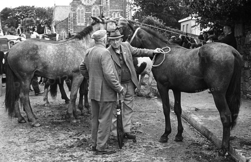 Killorglin horse fair, 1980
