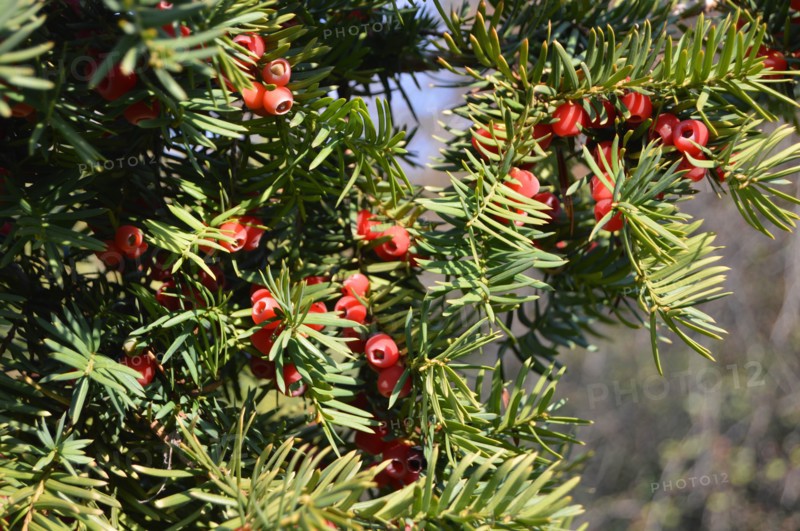 Yew tree, Taxus baccata