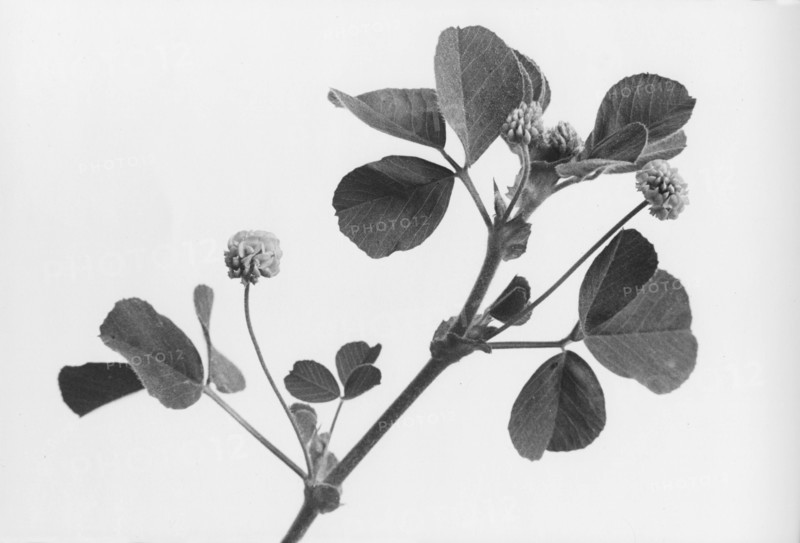 Hop Trefoil, Trifolium campestre
