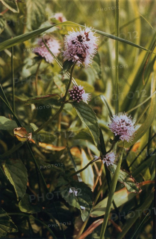Water Mint