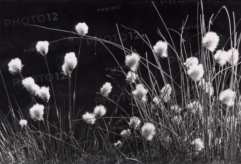 Bog cotton, Eriophorum angustifolium
