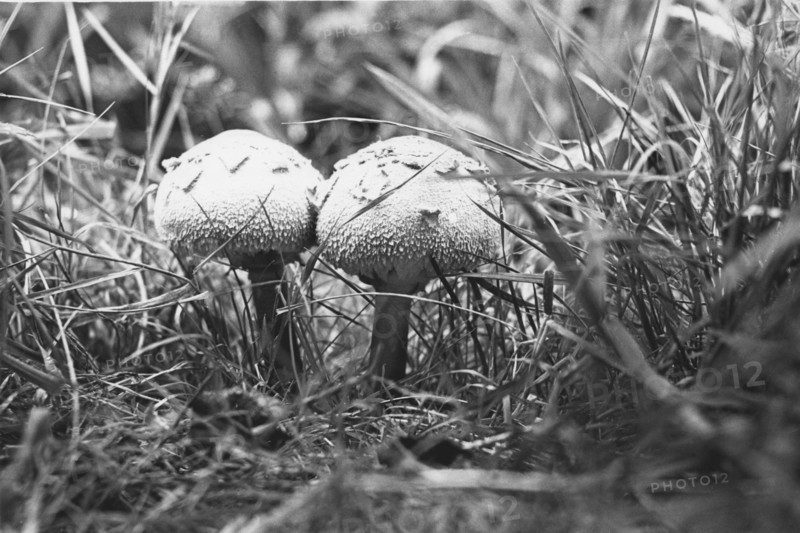 Green-spored parasols
