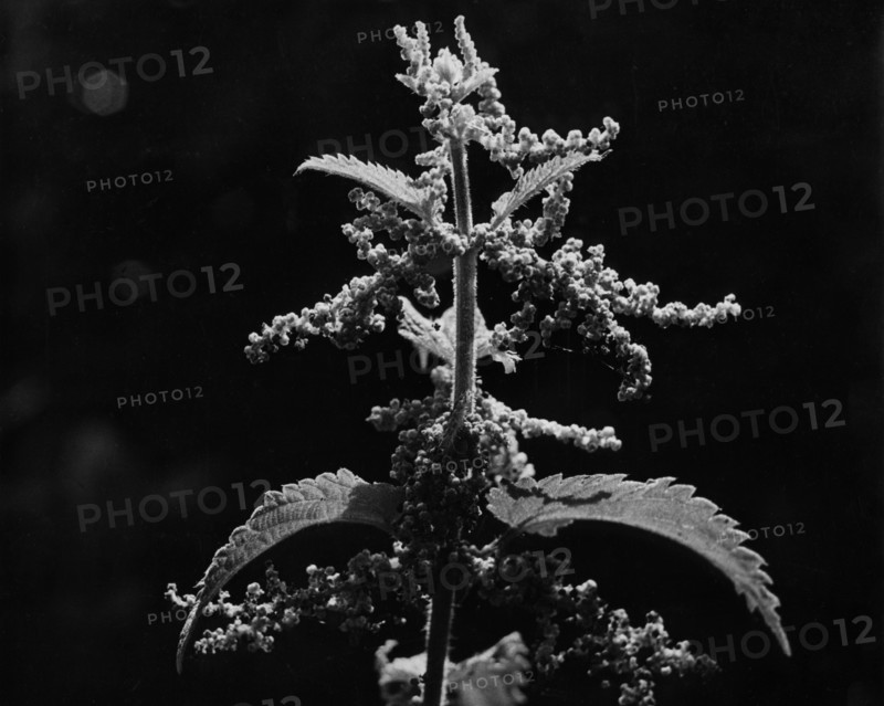Nettle, Urtica dioica