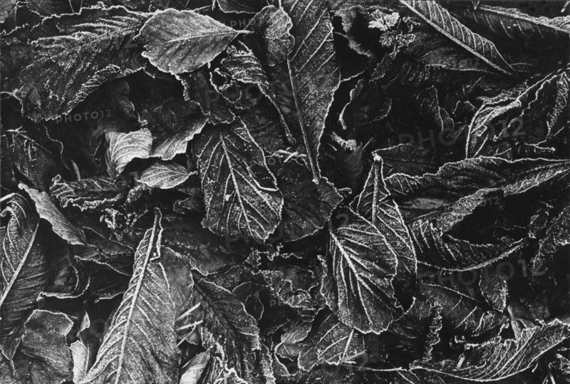 Frost on leaves