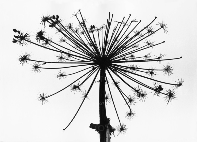 Giant Hogweed