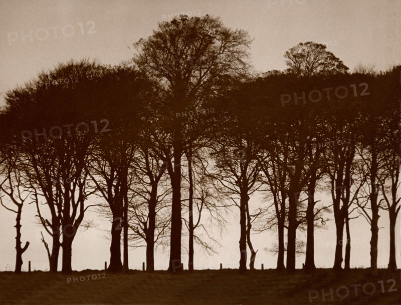Arbres, impression sur cuivre