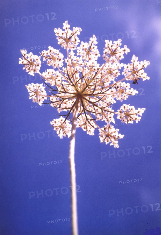 Wild carrot