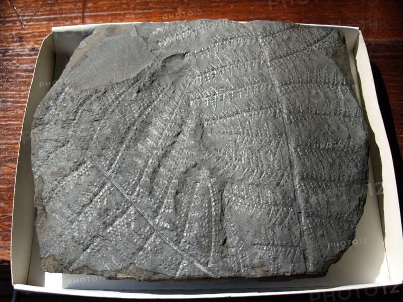 Fossil plant in coal, County Carlow