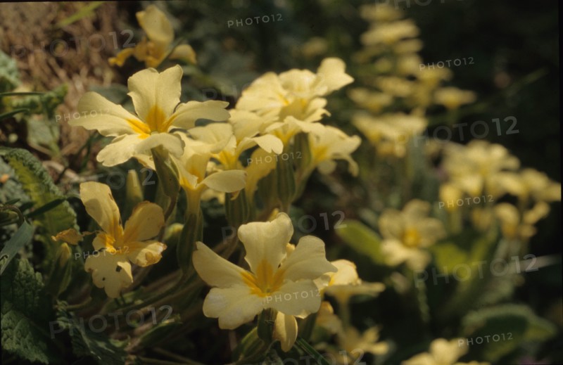Primrose, Primula veris