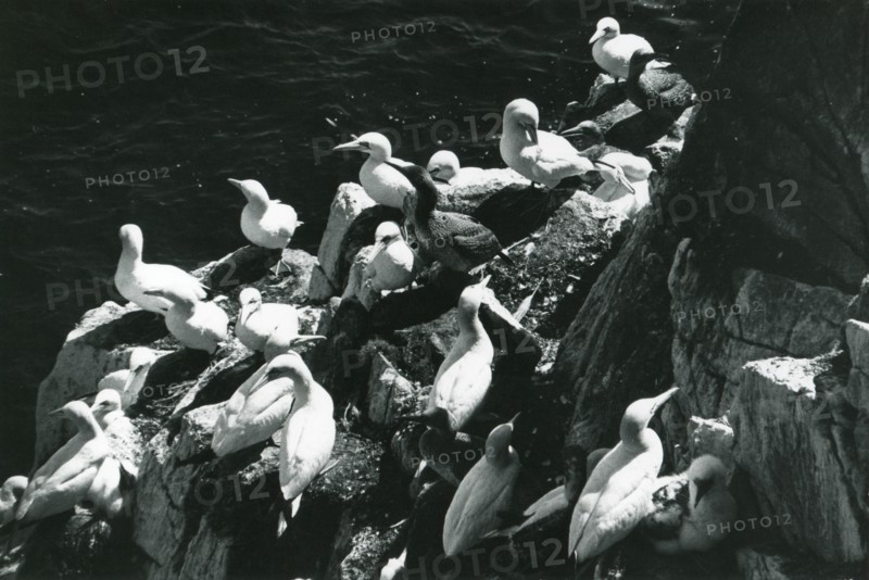 Gannets on Great Saltee island