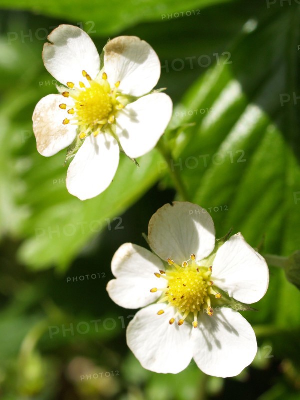 Wild strawberry flowering, Fragaria vesca