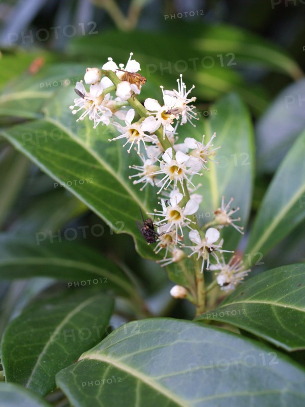 Cherry laurel, Prunus laurocerasus