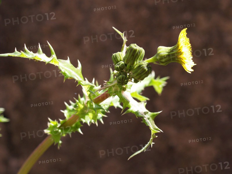Chardon des champs, Sonchus asper