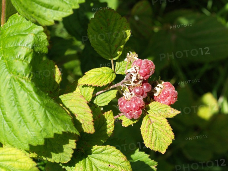 Raspberry, Rubus