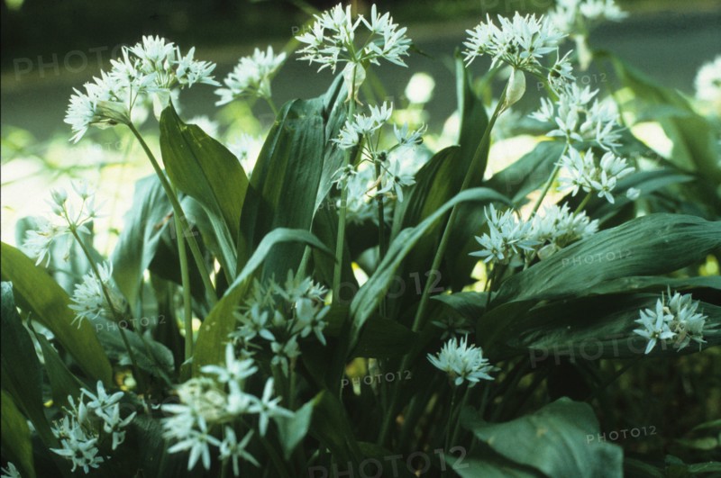 Wild garlic, Allium ursinum