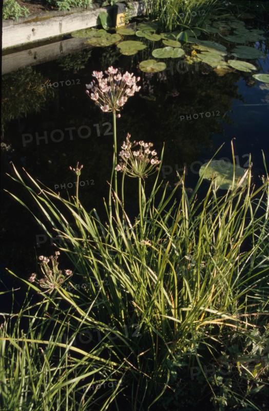 Flowerung Rush, Butomus umbellatus