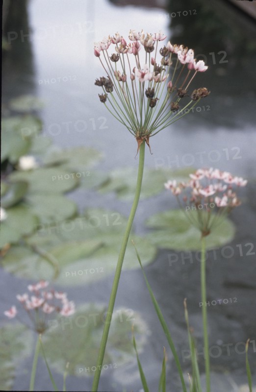 Flowering Rush, Butomus umbellatus