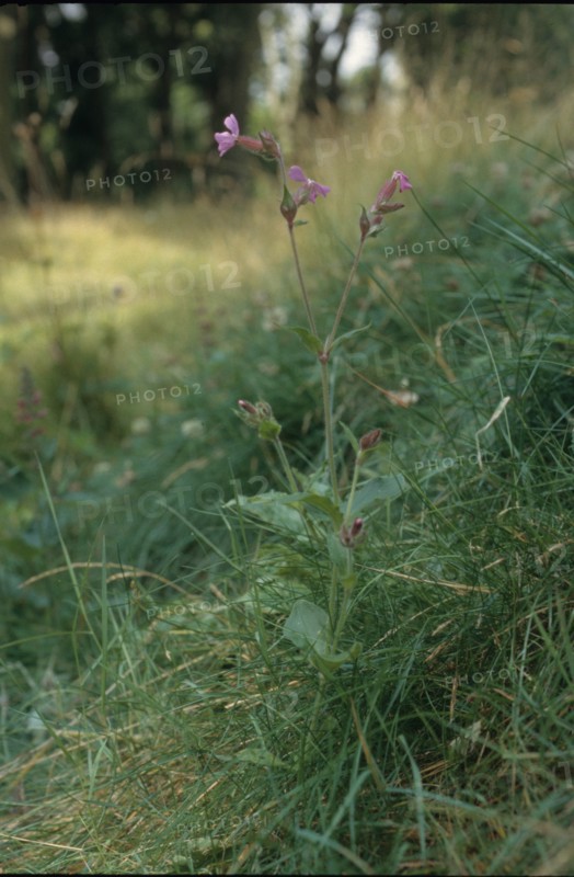 Silène armérie, Silene armeria