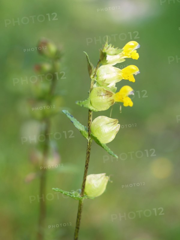 Yellow Rattle, Rhinanthus minor