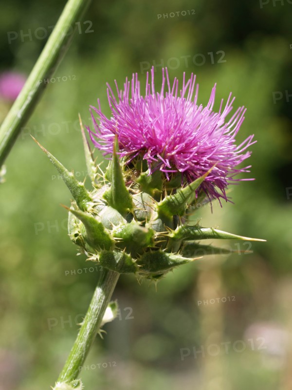 Chardon marie, Silybum marianum, at Vauclair