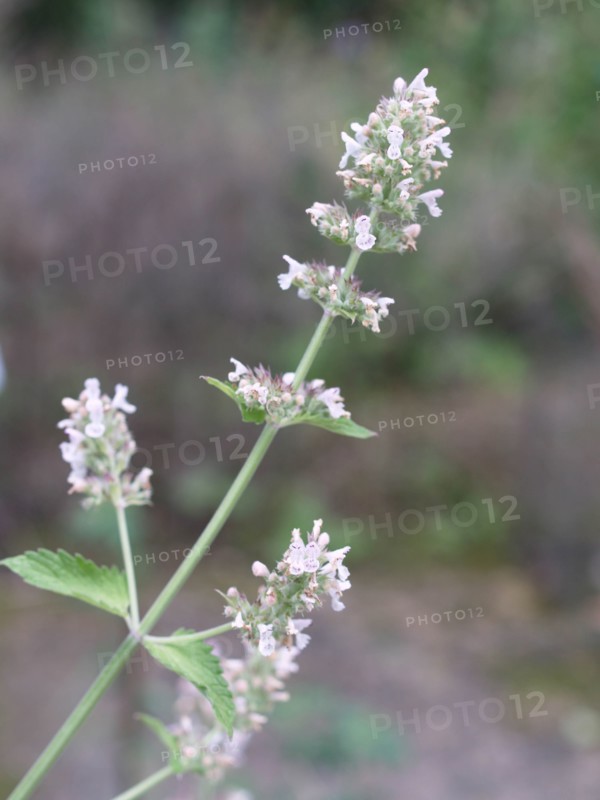 Nepeta cataire, Catnip, at Vauclair Abbey, France