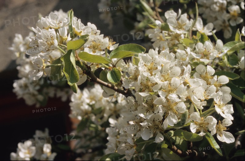 Bird Cherry, Prunus padus