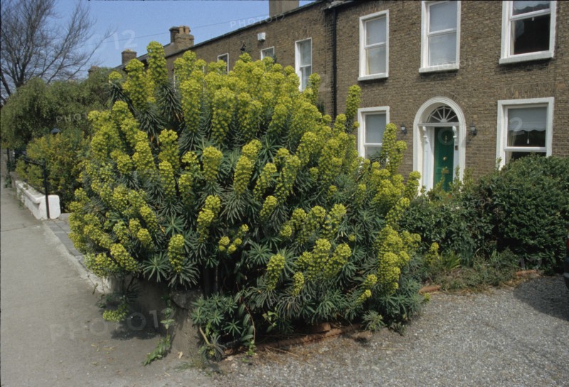 Meditterean Spurge, Euphorbia characias