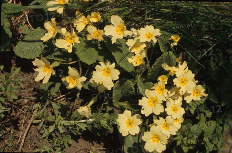 Cowslip, Primula officinale