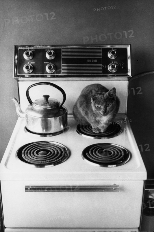Cat on cooker