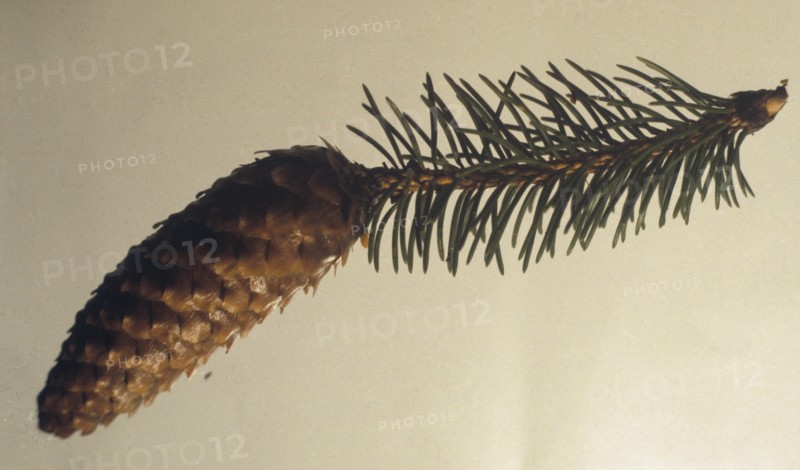 Sitka spruce, Picea sitchenis