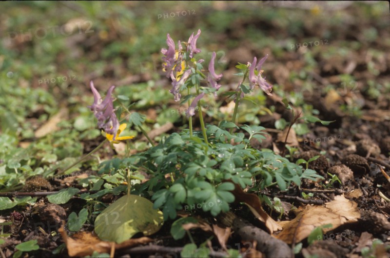 Fumatory, Fumaria officinalis