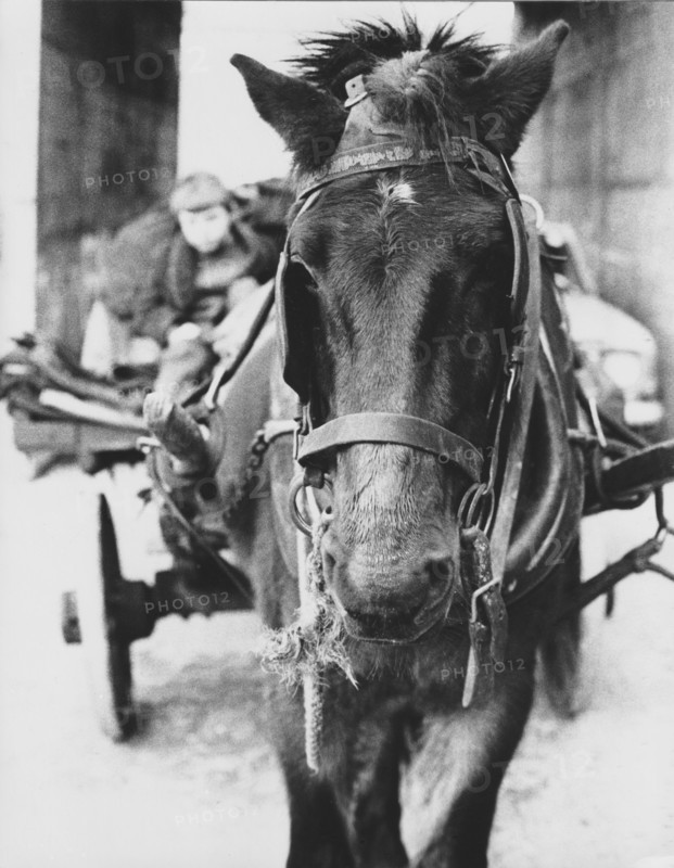 Horse, Dublin