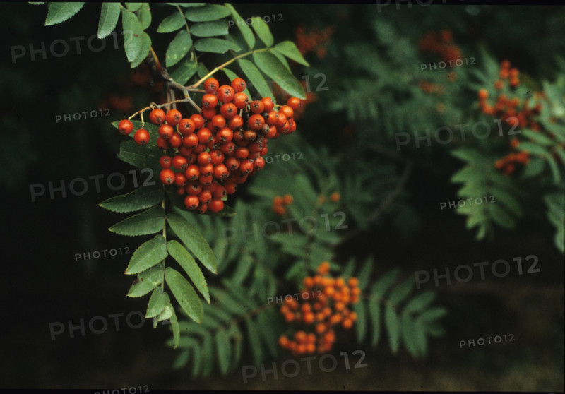 Rowan, Sorbus aucuparia