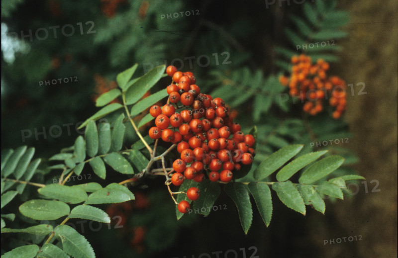 Rowan, Sorbus aucuparia