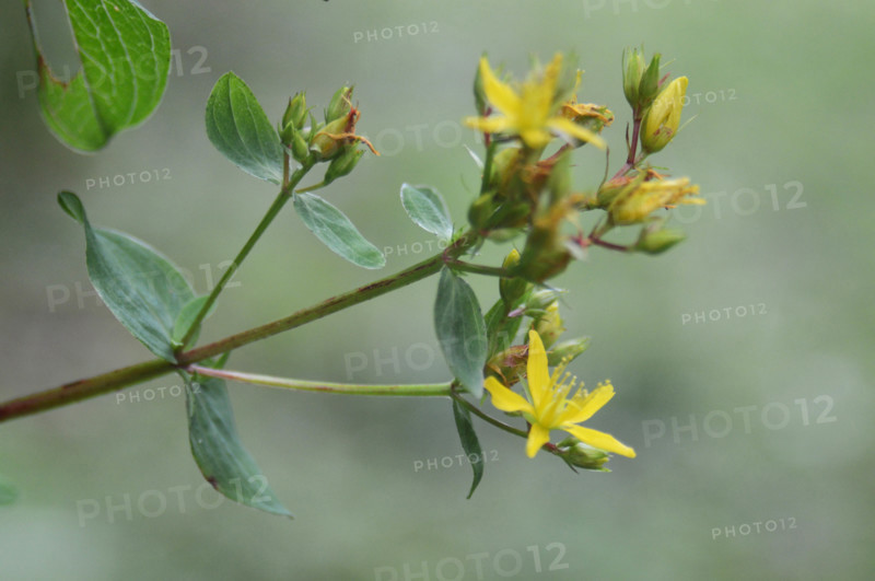 St John’s Wort, Hypericum sp
