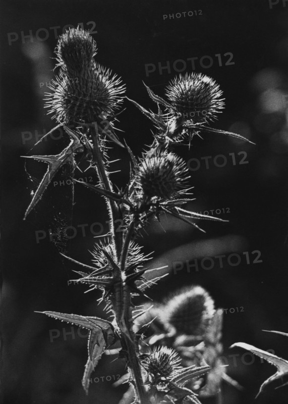 Spear Thistle, Cirsium vulgare