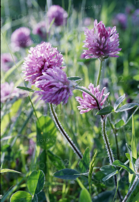 Red Clover, Trifolium pratense