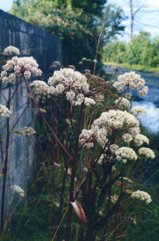 Angelica, Angelica sylvestris