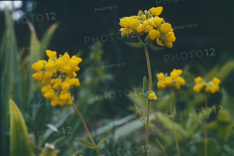 Birds Foot Trefoil, Lotus corniculatus