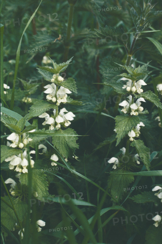 White Deadnettle, Lamium album