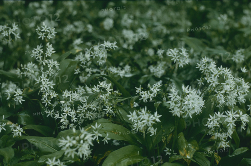 Wild garlic, Allium ursinum