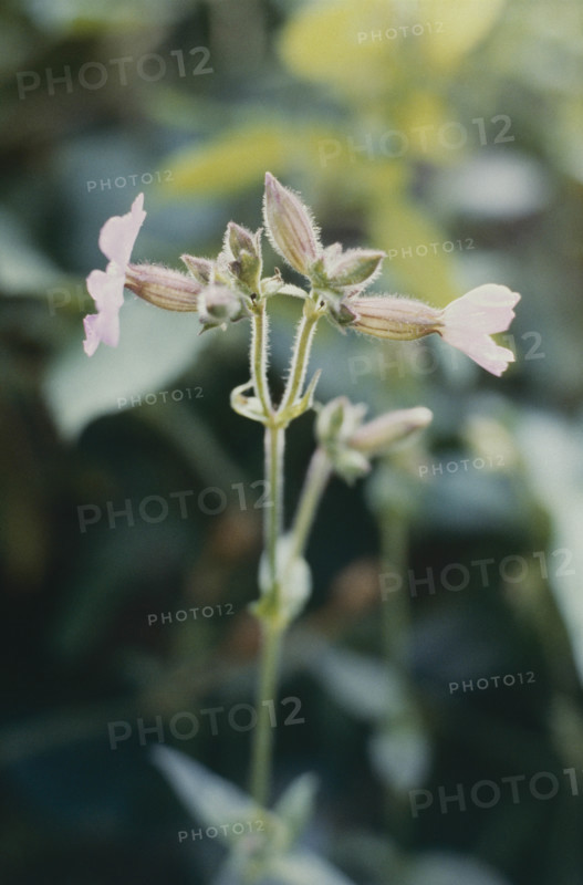 Campion, Silene