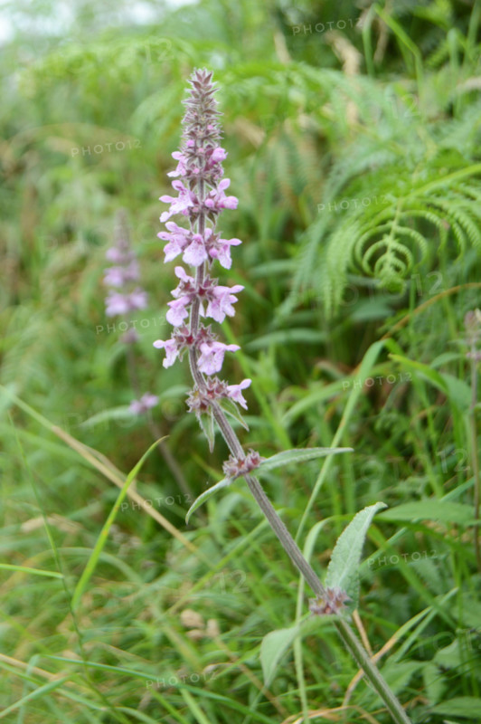 Purple Loosestrife, Lythrum salicaria