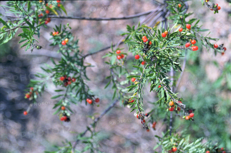 Flax-leaved Dephne, Daphne gnidium, Corsica