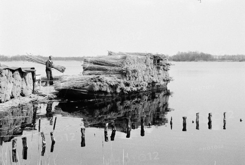 Ouvrier d'une roselière entassant des fagots de roseaux au bord de l'eau lors de la récolte. Pays-Bas.
2000
