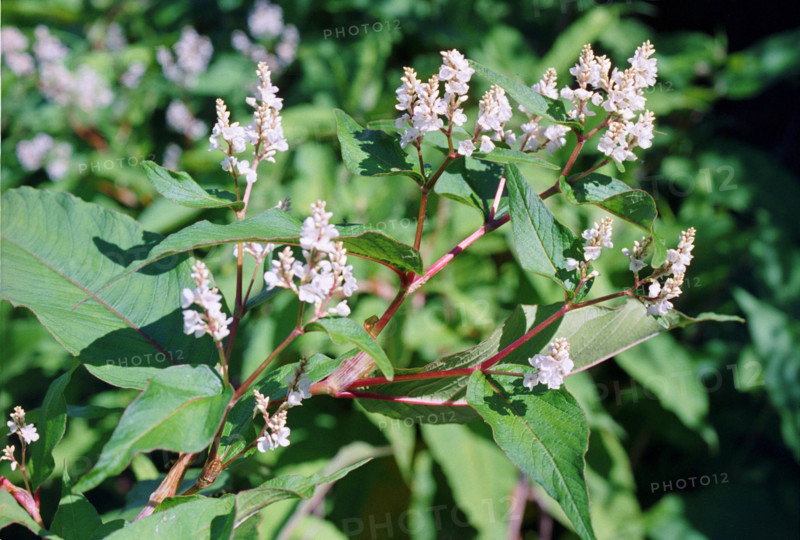 Japanese Knotweed, Reynoutria japonica