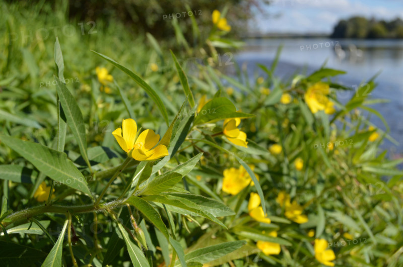 Yellow Flax, Linium flavum, by Loire
