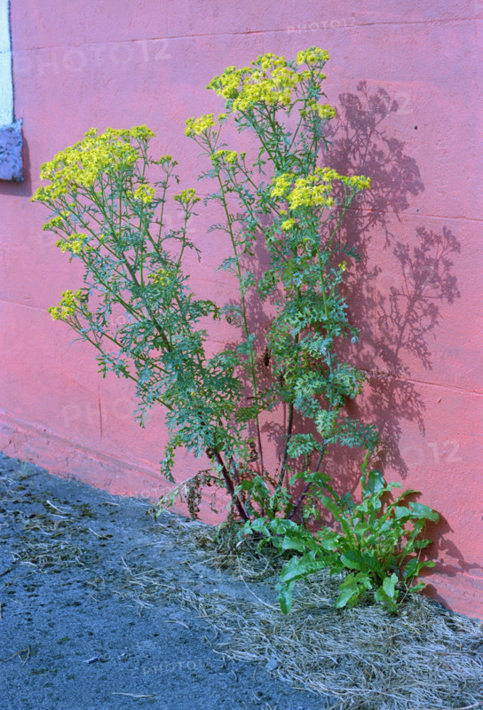 Ragweed, Senecio jacobea